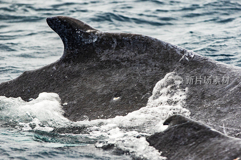 海洋表面的座头鲸背鳍特写