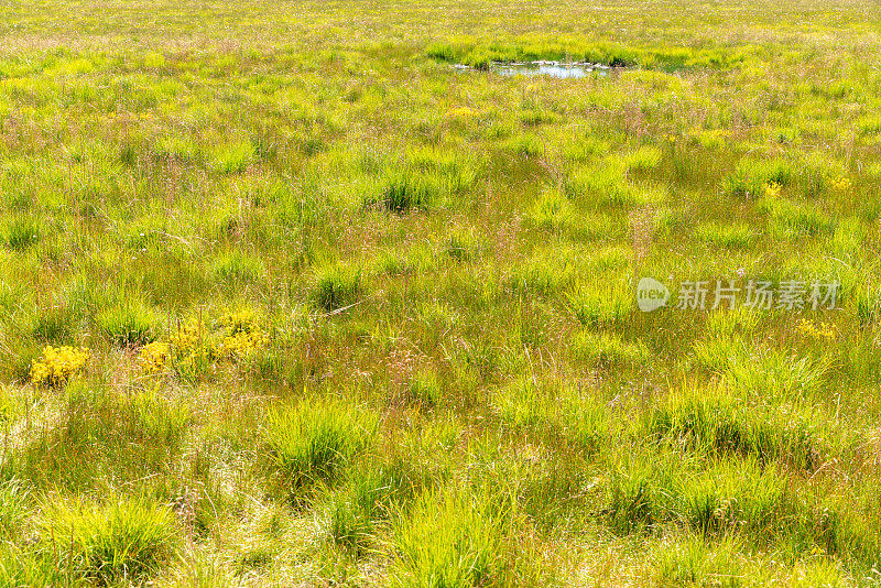 中国若尔盖国家湿地公园美丽的湿地