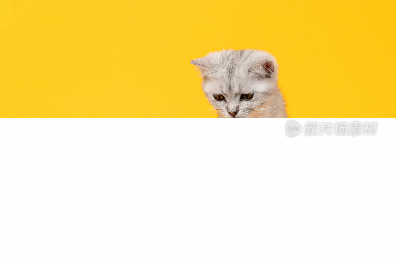 白色的小猫头有黑色的条纹，爪子在空白的白纸上，猫苏格兰折耳在橙色的背景。用于广告招牌。