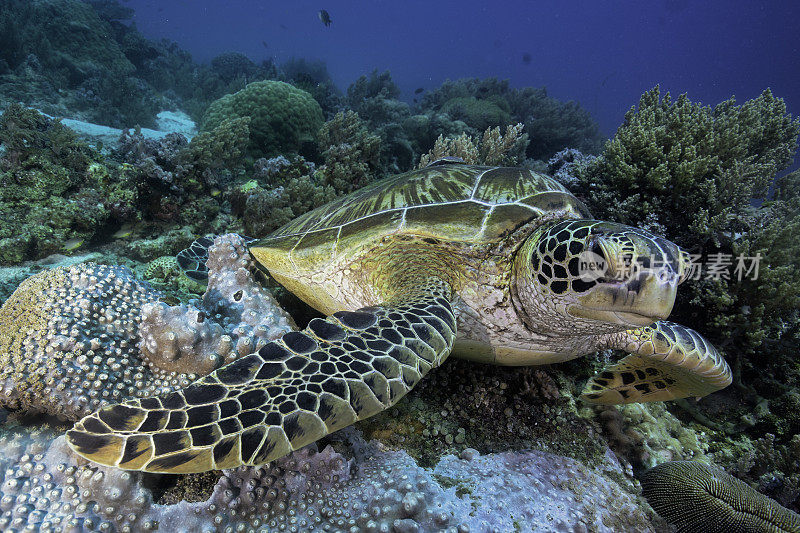 在礁石上安静地休息的绿海龟的亲密一瞥