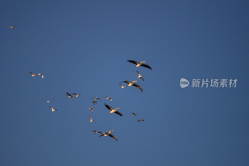 鹈鹕和海鸥一起飞翔。