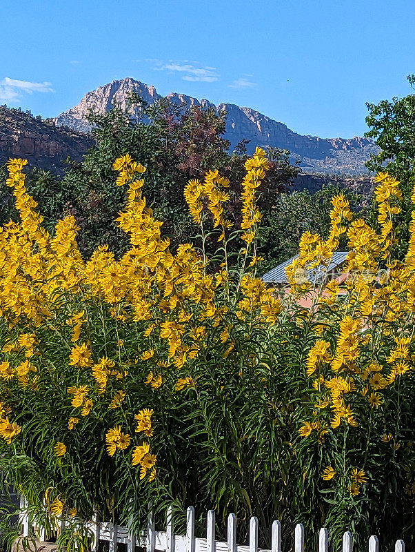 夏末，犹他州洛克维尔白色尖桩篱笆上的黄色花朵