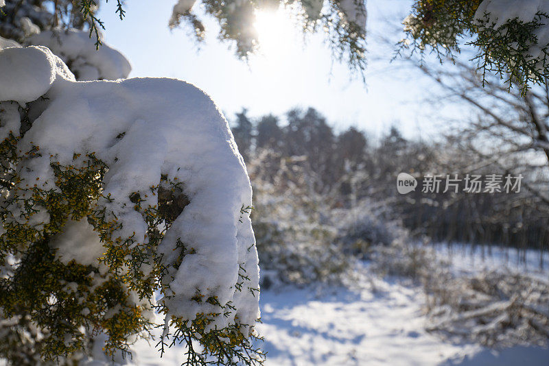 冬景冰封的松枝上覆满了雪