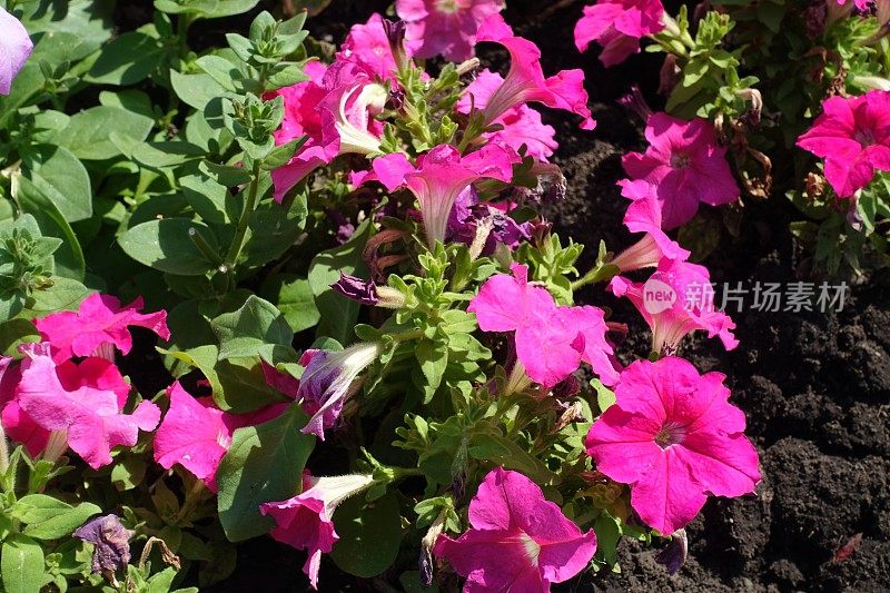 八月的矮牵牛花的绿叶和鲜艳的粉红色花朵