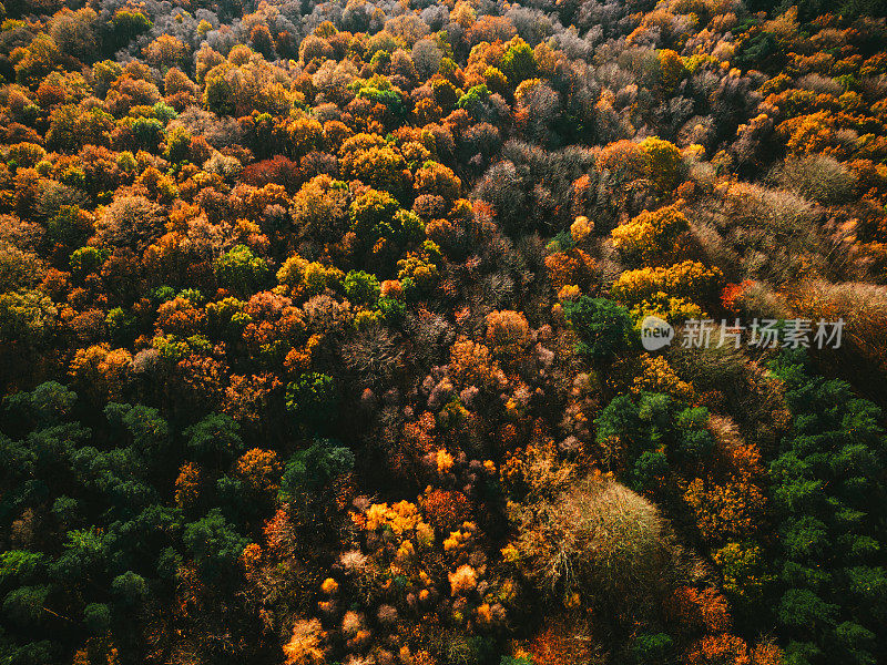 秋天，无人机拍摄的五颜六色的森林树冠