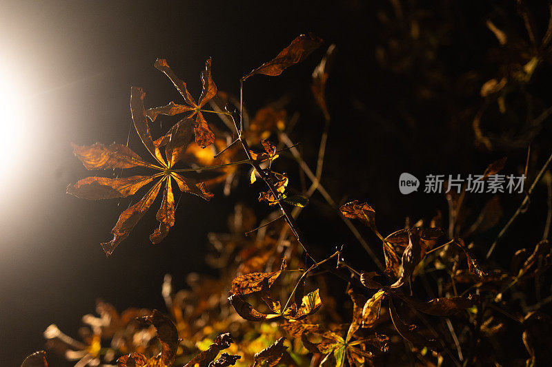 树叶，夜晚，灯光