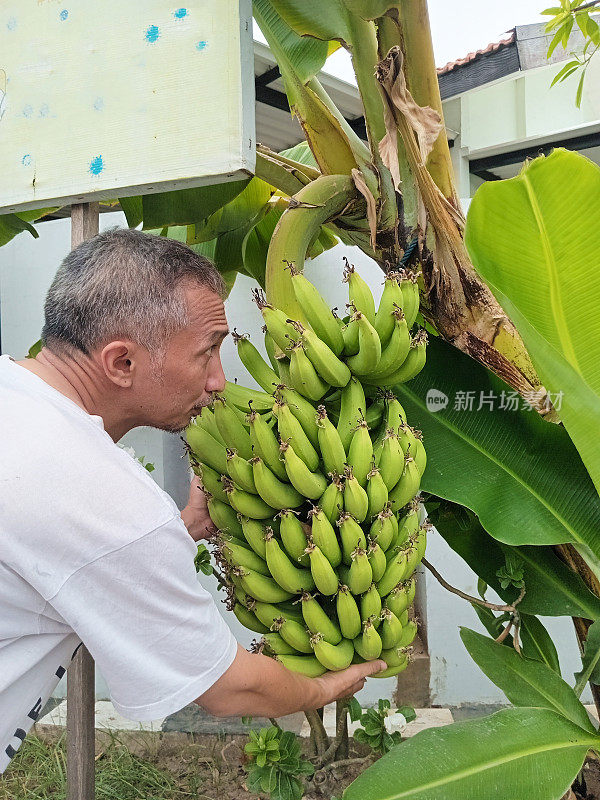 一个男人正在从树上摘香蕉。