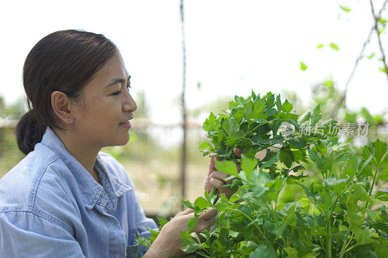 在花园里采摘蔬菜的妇女