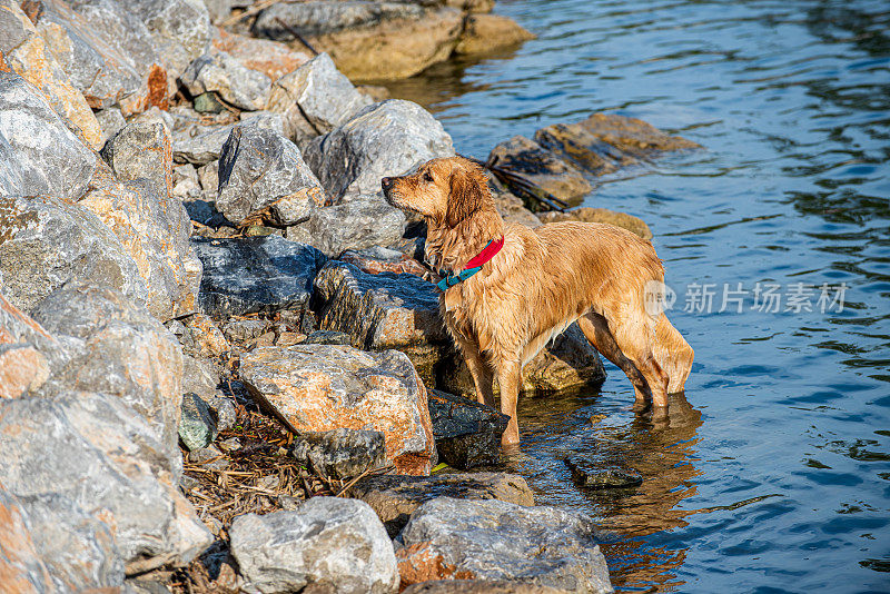 金毛猎犬在海边游泳