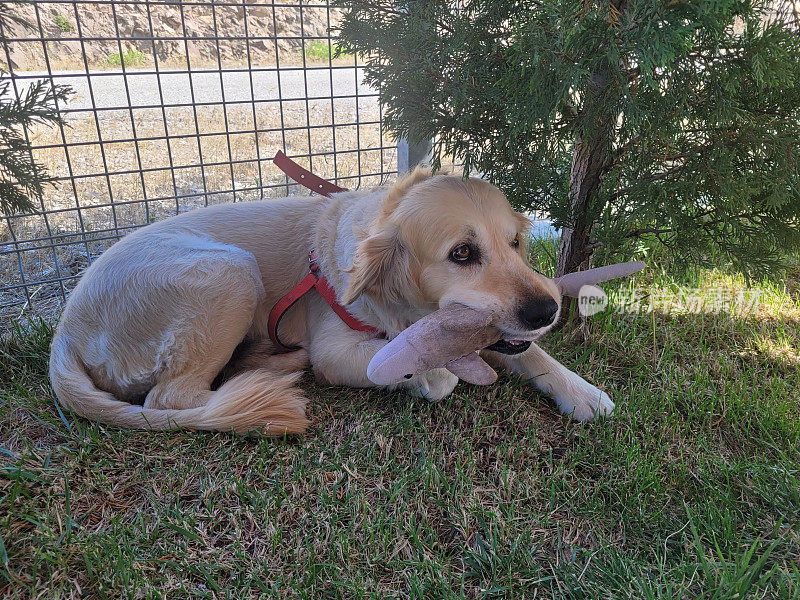 一只金毛猎犬嘴里叼着一条玩具鱼