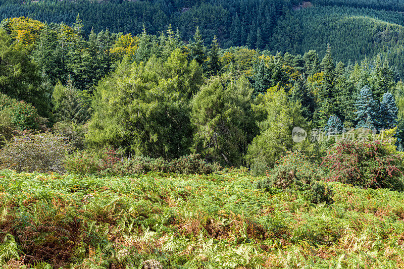 阳光照射在英格兰坎布里亚郡湖区山坡上的蕨类植物和针叶林上。