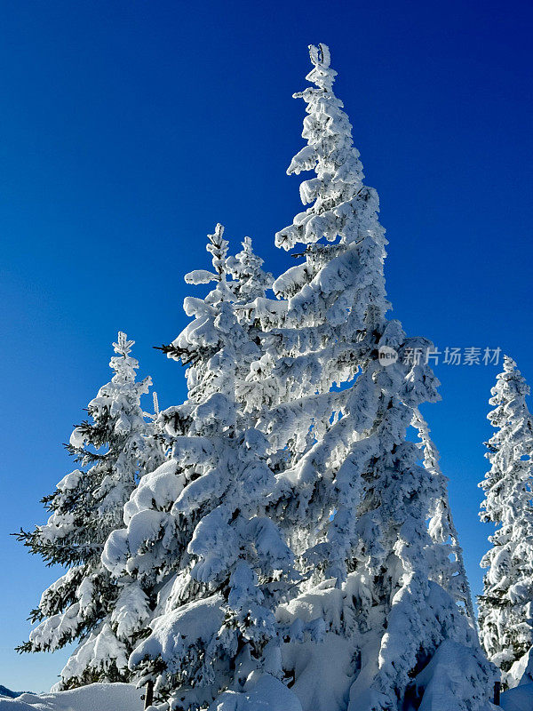 白雪覆盖的冷杉