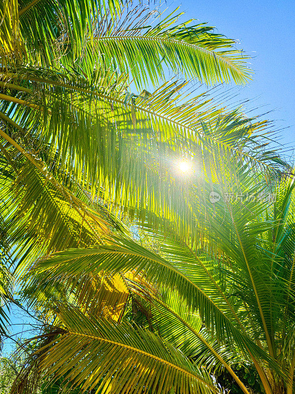 阳光下棕榈树的树冠