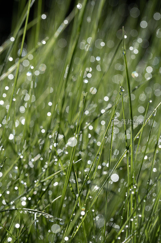 美丽的水滴雨后在绿色的草地上