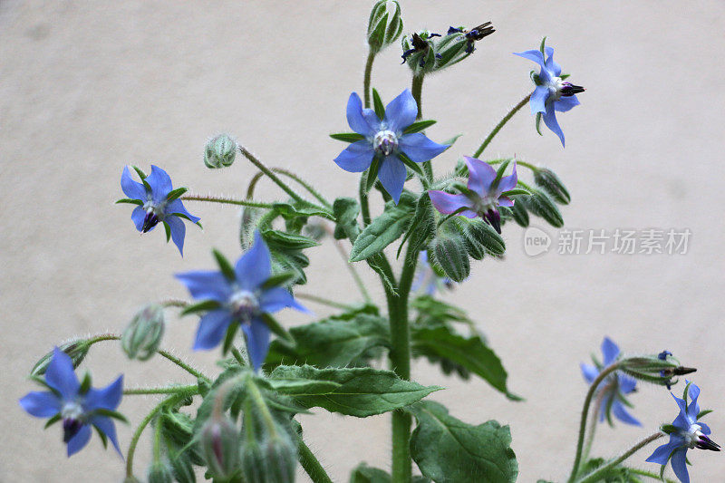 琉璃苣草本花茎，多花多芽