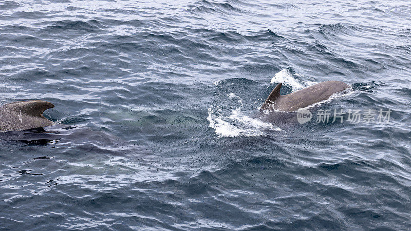 在挪威海的寒流中，一头领航鲸向前推进，在罗弗敦群岛附近留下了水花