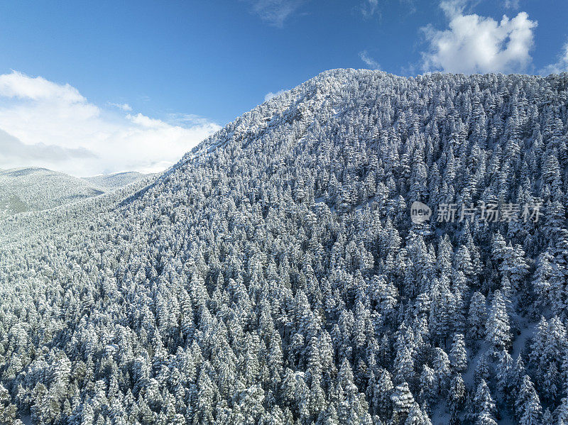 雪松林