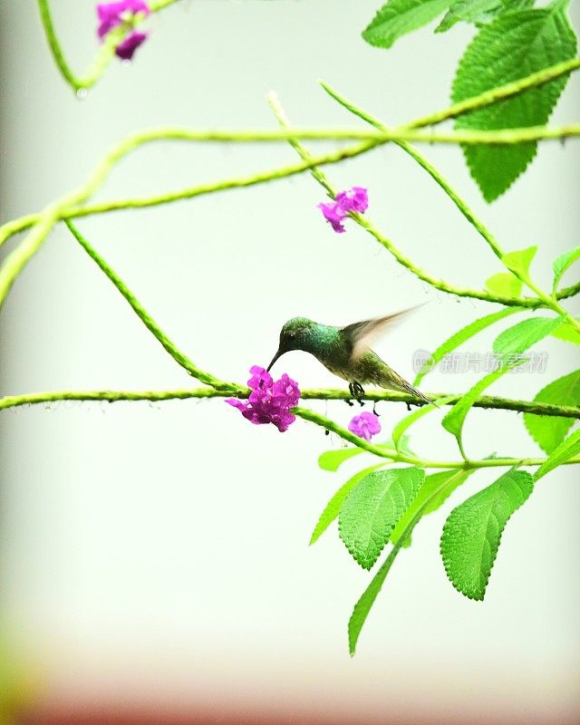 Rufus-tailed蜂鸟