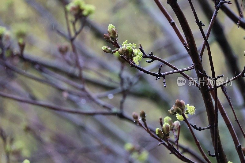 树上萌芽的嫩芽