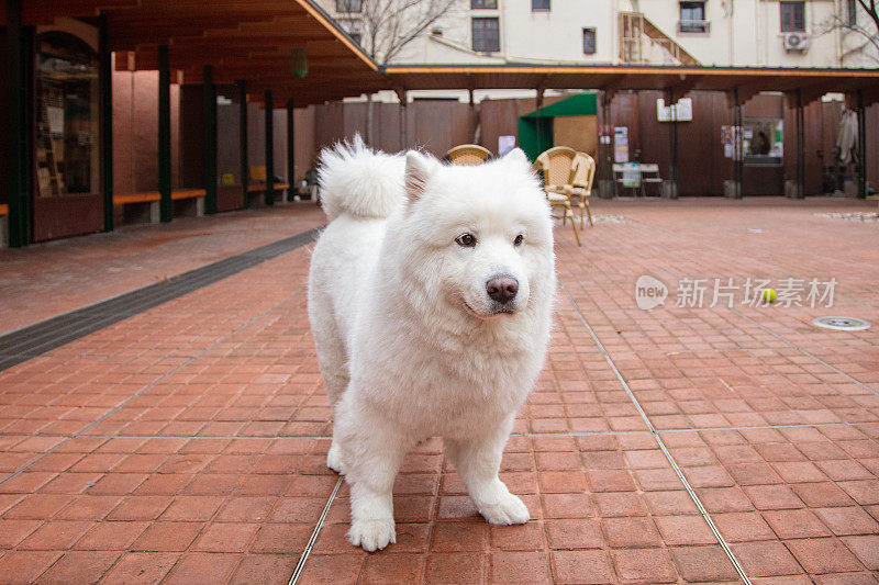 白色萨摩耶犬在街上