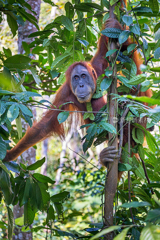 苏门答腊猩猩，蓬戈·阿贝利在丛林里