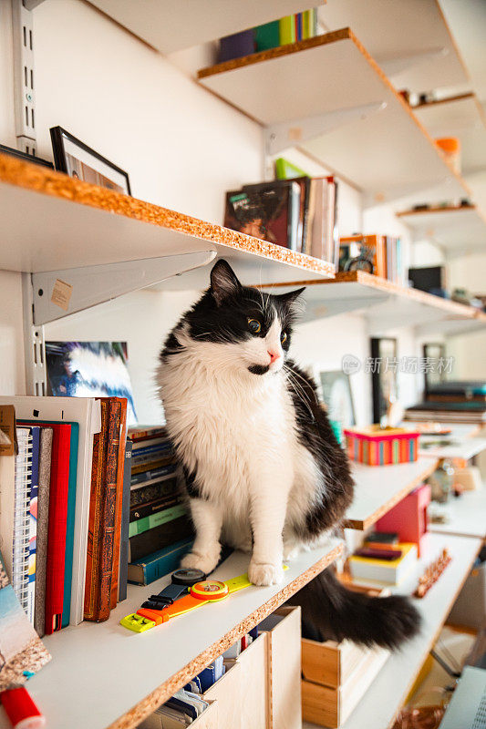 猫在书架上