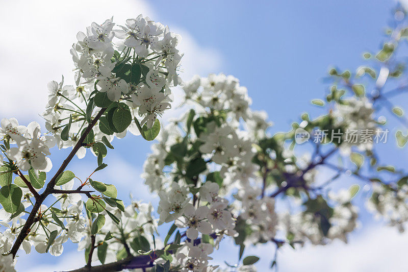 春天的樱花映着蓝天