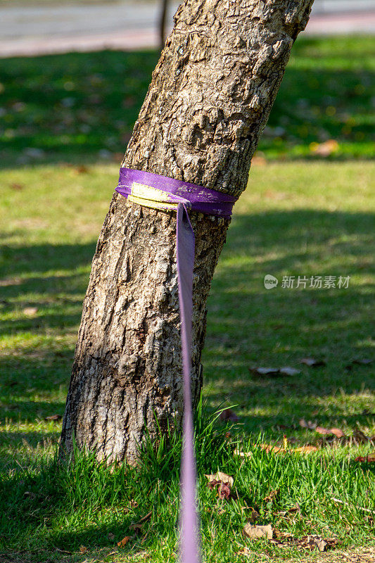 被困在里约热内卢公园的一棵树上的紫色懒人绳
