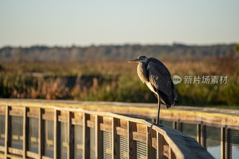 大蓝鹭在晨曦中，站在湿地木板人行道的扶手上