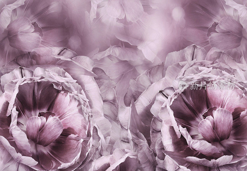 花浅紫色的背景。一束粉白色的郁金香花。特写镜头。植物的拼贴画。花组成。大自然。