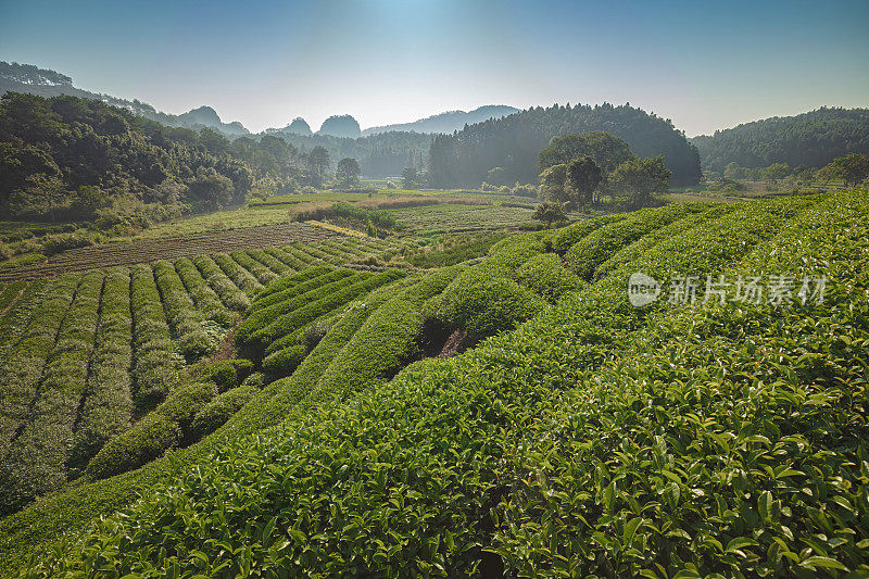 中国福建武夷山的绿茶种植园景观日出。