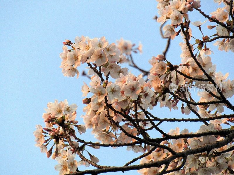 日本。3月底。清晨。樱花在初升的第一缕阳光中绽放。