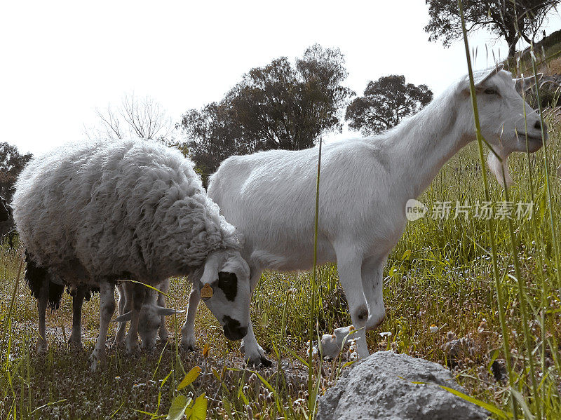 在草地上吃草的绵羊和山羊，乡村的景色