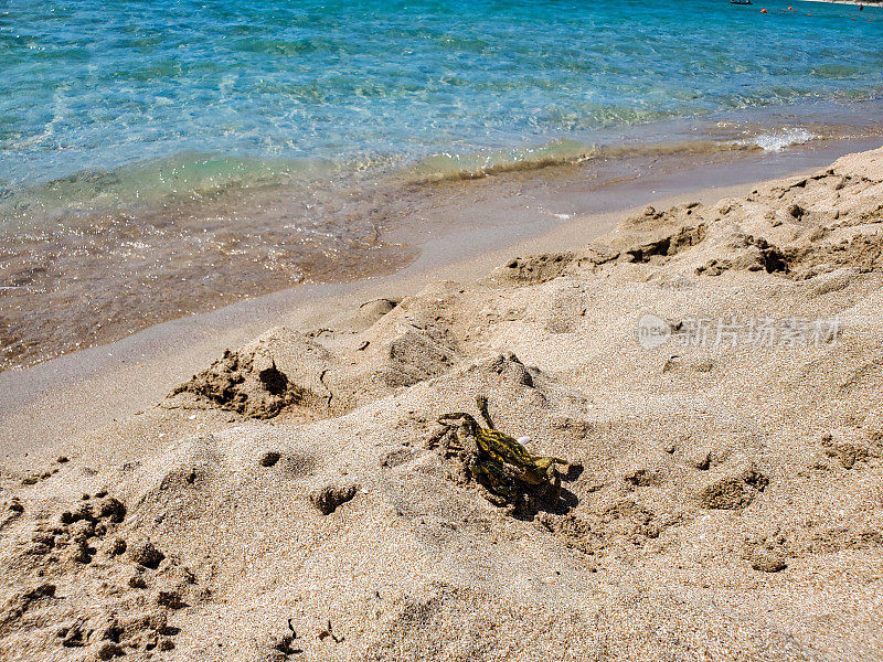 在一个阳光明媚的夏日，两只螃蟹在沙滩上走到海边