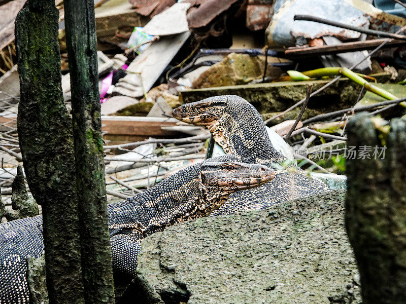 大型水监测蜥蜴，曼谷