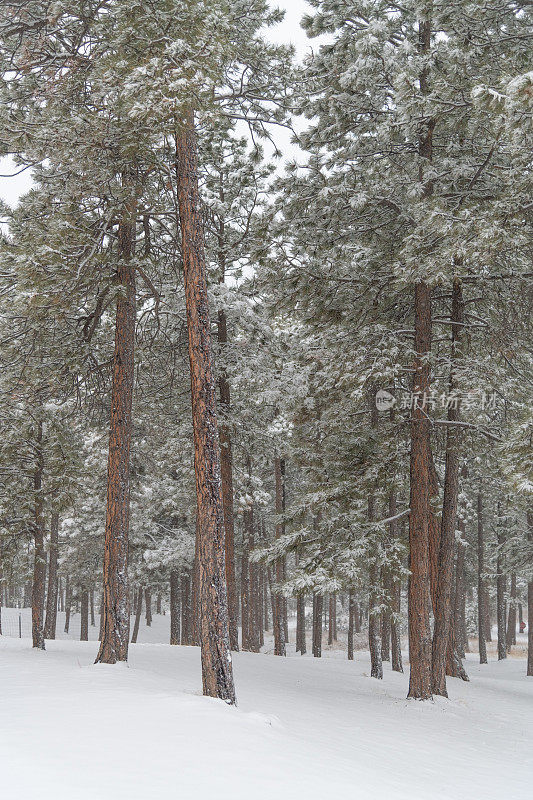 地区公园降雪期间的松树