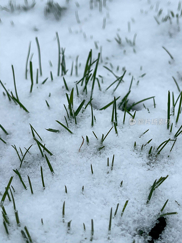 春季，加拿大多伦多爱德华兹花园的草坪上覆盖着雪