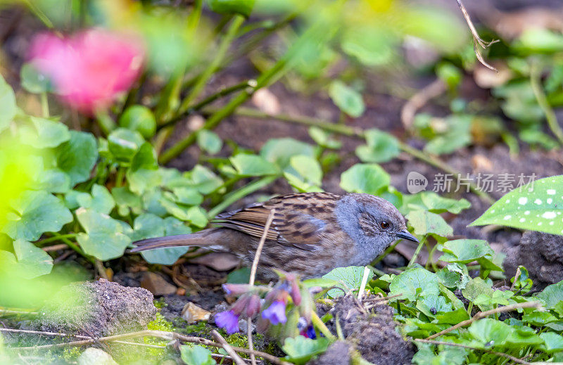 灌木丛中的Dunnock