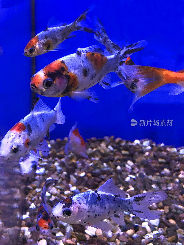 图像的橙色，白色和黑色印花布图案的Shubunkin浅滩游泳在玻璃水生宠物店水池