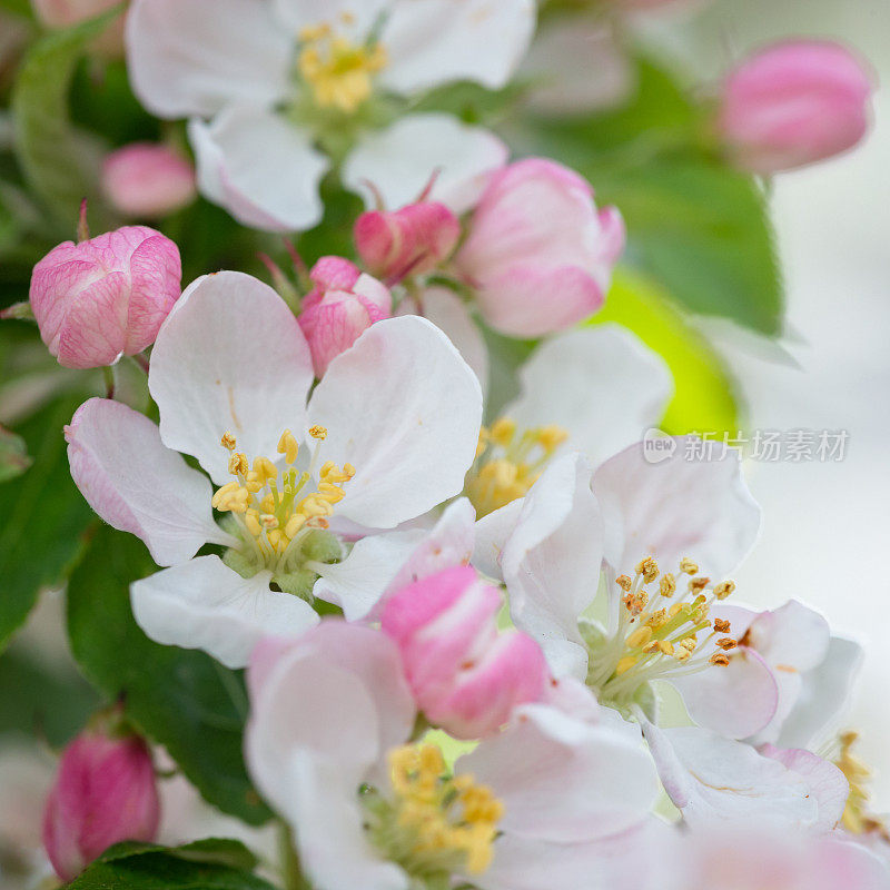 苹果树开花的特写