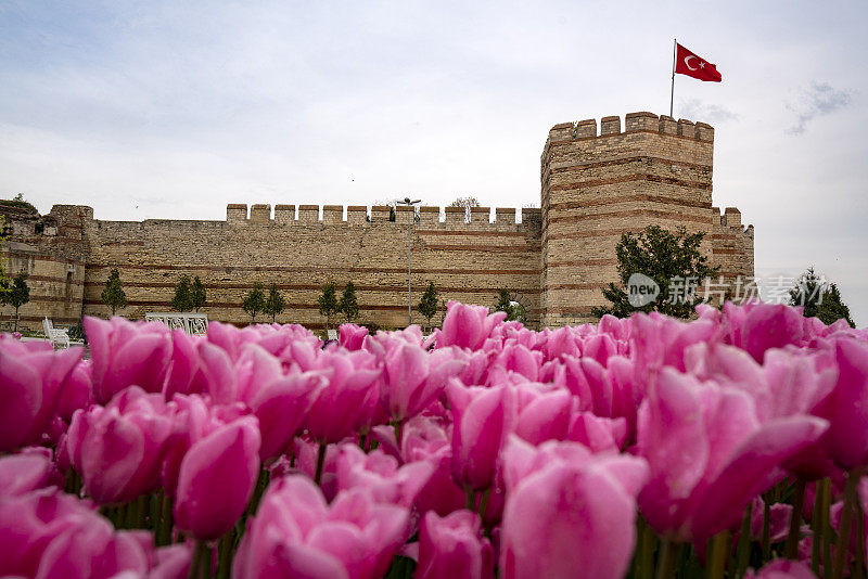 伊斯坦布尔的拜占庭墙，墙上挂着粉红色的郁金香。