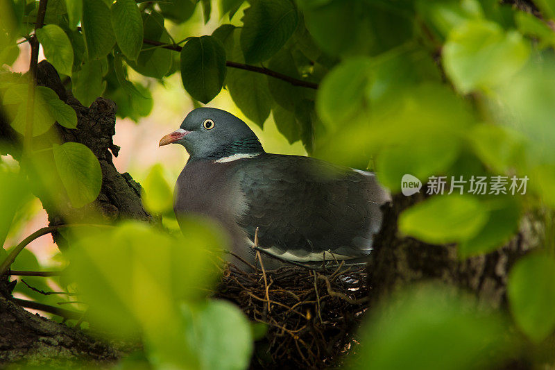 木头鸽子