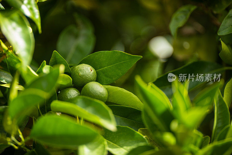 关闭未经处理和仍未成熟的绿色生物橘子挂在自己的花园的橘子树