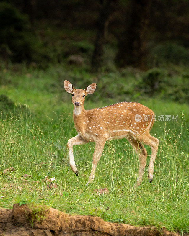 在印度拉贾斯坦邦的ranthambore国家公园或保护区，在雨季的绿色季节，有斑点鹿或chital或轴线的鹿角肖像