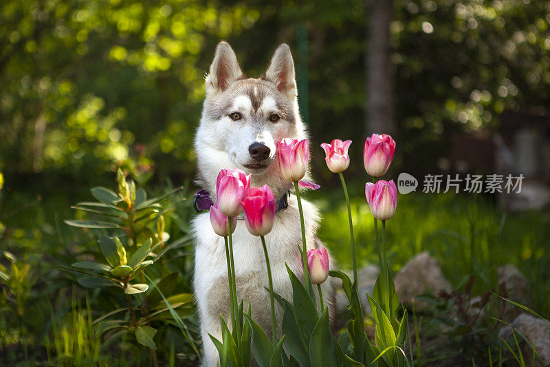 郁金香里的西伯利亚哈士奇小狗