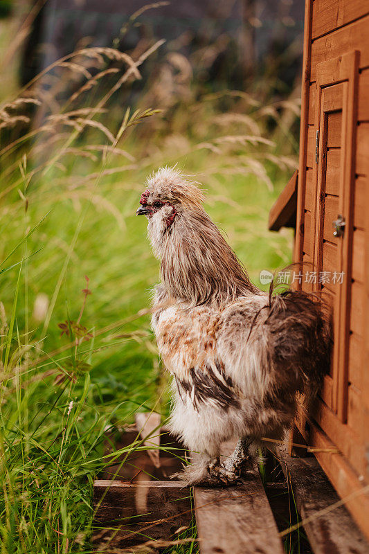 丝绒公鸡在郊外的户外围场中