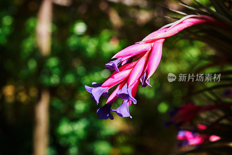 美丽的粉红色和紫色的Tillandsia花，一种所谓的空气植物