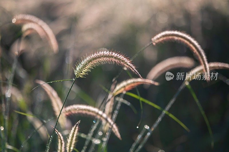 小草花伴阳光，美丽散景背景