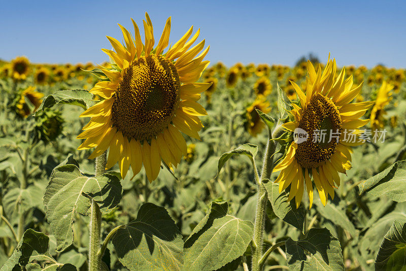 向日葵田