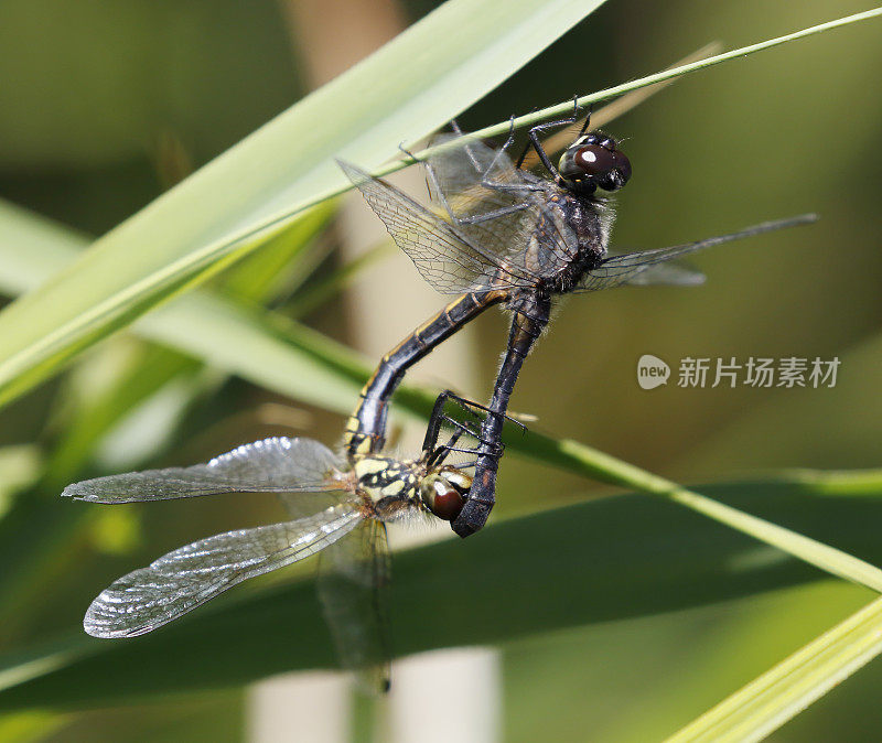 黑飞镖蜻蜓(同窝蜻蜓)交配